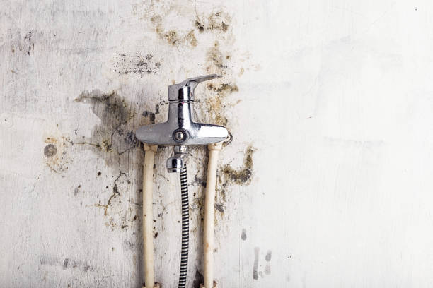Mold Testing and Removal in Beechwood, MI