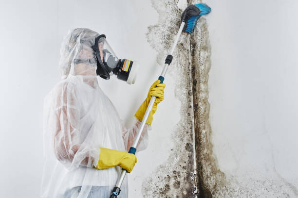 Best Affordable Mold Removal  in Beechwood, MI