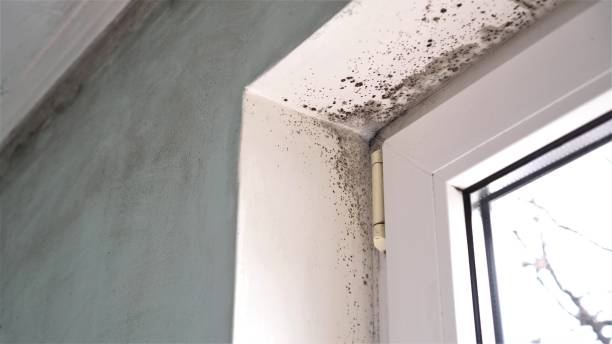 Best Attic Mold Removal  in Beechwood, MI