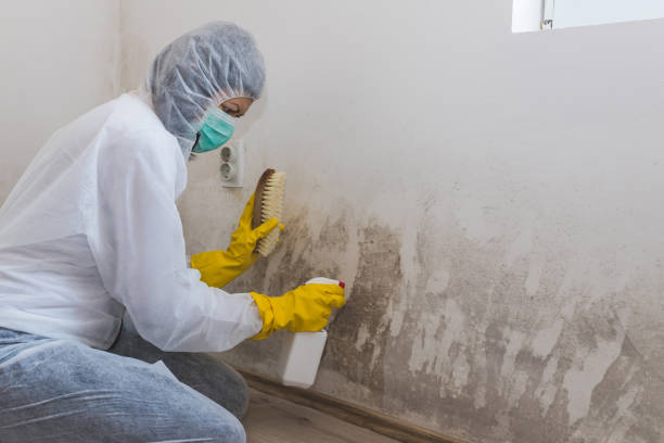 Best Mold Damage Repair  in Beechwood, MI