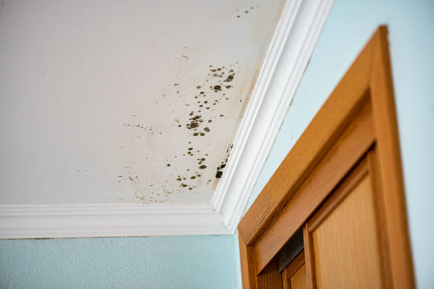 Best Mold Remediation Services  in Beechwood, MI