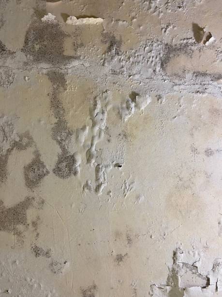 Crawl Space Mold Removal in Beechwood, MI