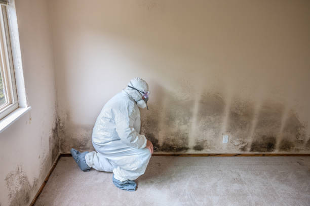 Best Mold Remediation  in Beechwood, MI