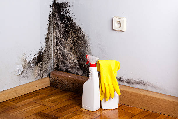 Best Local Mold Removal Service  in Beechwood, MI